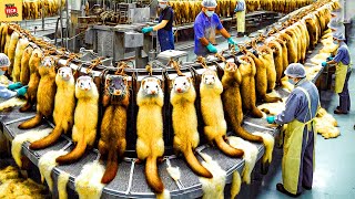 Mink Fur Processing Uncovered: Step-by-Step Guide to Harvesting \u0026 Transporting