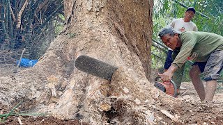 Impressive... Cut a large and long tree in a bamboo grove‼️