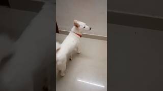 #வாங்க வந்து பாருங்கள் என்னவென்று தெரியும் #doglover #dogshorts #petlover