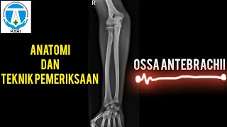 TEKNIK PEMERIKSAAN DAN ANATOMI ANTEBRACHII