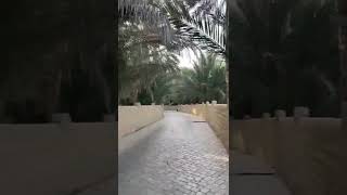 Al Ain Oasis|Unesco World Heritage Center|Al Ain|Abudhabi|UAE|Shorts!!!!!!