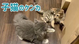 子猫同士のケンカの様子がこちらです-The cat fight