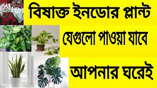 বিষাক্ত ইনডোরপ্লান্ট যেগুলো আপনার ঘরেই আছে