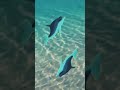 Dolphin swiming !! Dolphin fighting !! Part 2 !!