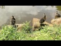 entenfamilie duck family high definition