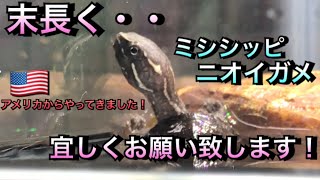 【アクアリウム】末長く宜しくお願い致します！【ミシシッピ ニオイガメ】【カメ水槽】