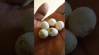 லவ் Birds🥚முட்டை பொறிக்கவில்லை காரணம் என்ன?🤔🤔🥚🥚#lovebirds#trending#egg