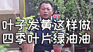 发财树叶子发黄别着急，学会这3种管理方式，四季叶片绿油油！【农村养花匠】