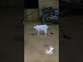 kucing gemoy dan capung lucu #catcomedy #catvideos