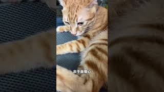 猫:一股神秘的力量操控了我#橘猫 #菠萝头