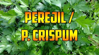 PARA QUE SIRVE🌿 PEREJIL🌿BENEFICIOS🌿Petroselinum crispum🌿 ANTIOXIDANTE🌿PROPIEDADES Y USOS MEDICINALES