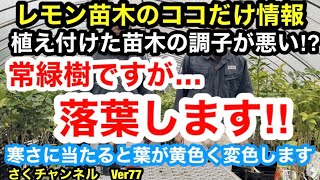 【レモン苗木　葉が黄色く変色、落葉】レモンは常緑樹ですが寒さに当たると落葉します。暖冬な年は急激な寒さに当たると苗木が枯れてしまうので注意!!Ver77【カーメン君】【レモン】【落葉】