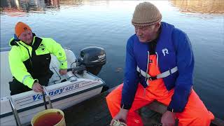 Krabbefiskar I Sekk 24 11 18