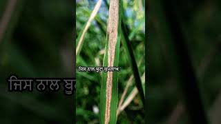 ਝੋਨੇ ਦਾ ਝੁਲਸ ਰੋਗ (ਬੀ ਐਲ ਬੀ)! Bacterial Blight in Rice Punjabi #agriculture #farming #agrikheti