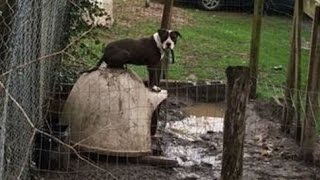 【感動実話】「たった1つの命を救うために」飼育放棄された野良犬を地獄から救った人々の行動