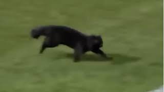 Black Cat Scores A Goal