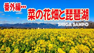 2024/2/9 [番外編] なぎさ公園「菜の花畑」と「琵琶湖」滋賀県をぶらり歩き Shiga walk