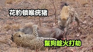 花豹锁喉疣猪，谁知鬣狗循声而来，疣猪的命运会如何？【张叫兽说兽】