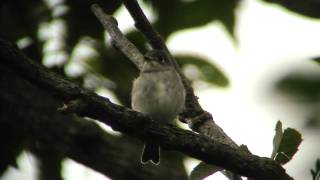 野鳥撮影・ コサメビタキ　Asian brown flycatcher