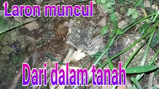 Laron muncul dari dalam tanah