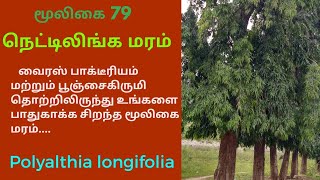 நெட்டிலிங்க மரம் மருத்துவ பயன்கள்|nettilinga tree|Polyalthia longifolia|