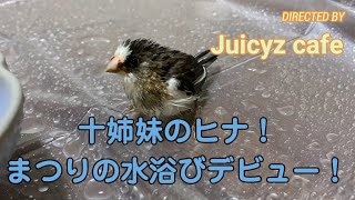 【ジュウシマツ】まつり、生まれて初めての水浴び！！