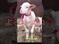 【石狩ひつじ牧場】可愛すぎてメロメロ😍23 24シーズン生まれの仔羊たち　第2弾❣️