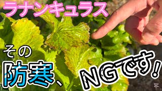 こんな防寒はＮＧです【ラナンキュラスラックス】【ランドセルシリーズ】【園芸のぶチャンネル】