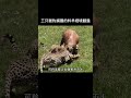 三只獵豹捕獲的羚羊絕境翻盤 動物解說 野生動物