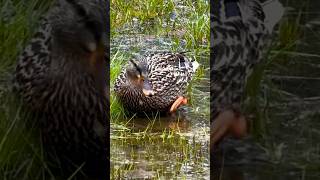 Female mallard duck eating メスのマガモの採餌 #shorts