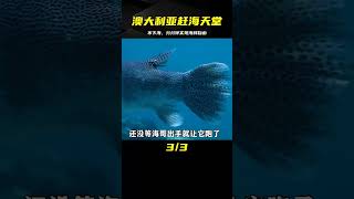 破解版荒島求生，一口氣看完，澳大利亞真的是趕海的天堂，不下海就能隨時抓到海鮮