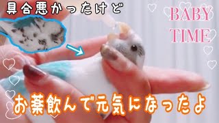 【ｾｷｾｲｲﾝｺ】インコの発情対策とお薬シーン【ハルクイン】