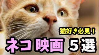 猫好き必見！おすすめ ネコ映画 ５選【癒し】【かわいい】【映画紹介】