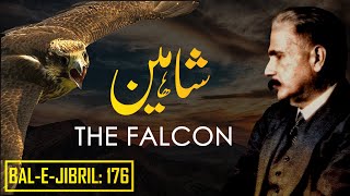 Bal-e-Jibril: 176 | The Falcon | Shaheen | Allama Iqbal | Iqbaliyat | AadhiBaat