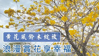 3月季節限定美景，黃花風鈴木盛開中，巧遇紅花風鈴木～市區輕鬆抵達的景點，怎麼拍怎麼美！【台中廍子公園】 #台中風鈴木 #廍子公園