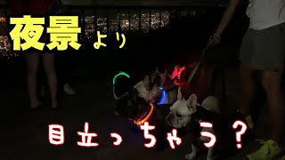 100万ドルの夜景より人気だったフレブル5兄弟！