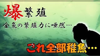 爆繁殖…金魚の繁殖力にビビった！【goldfish Pond】