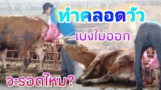 ทำคลอดวัว กรณีน้ำคร่ำเเตกนานเเล้วเบ่งไม่ออก จะรอดไหม??