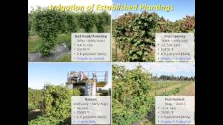 Organic Blackberry Production Research Study