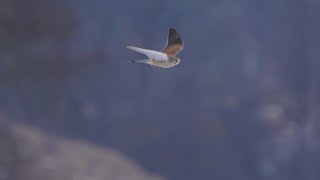 (Slo-mo) Samiec pustułki na polowaniu / Male kestrel hunting / Falco tinnunculus