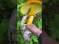 #mushroom #music #delicious #yt #foodclips #viralshort