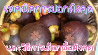 เทคนิคการแกะมังคุดง่ายๆ#วีธีเลือกมังคุด#Mangosteen Peeling Techniques and How to buy mangosteen.