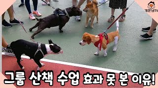 그룹산책교육 받을 때는 다른 개에게 짖지 않다가 집에서 산책하면 짖는 이유, 왜 우리 강아지는 그룹산책수업을 받아도 길가는 사람이나 다른 개를 보고 짖을까?