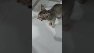 #comedy | billi wala cartoon | बिल्ली| Animal comedy cute kitten| #animals #cat#shorts #animals