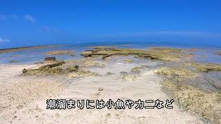 【水中映像有り】沖縄県読谷村の宇座海岸