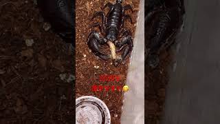 サソリ ミルワームを捕食‼️🦂😎