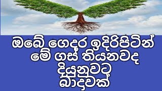 නිවස ඉදිරිපිට මේ ගස් තියනවද ඒකෙන් මොකද වෙන්නෙ දන්නවද ?