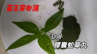 DIY 膠囊蛇草丸 【苦王穿心蓮】 ～ 清熱解毒：可治發燒，感冒，喉嚨痛等。