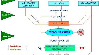 Bioquímica metabólica 3. Transferencia de grupos fosforilo y ATP, etapas de rutas metabólicas, etc