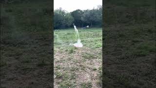 My diy sugar rocket exploded…again! (Huge explosion) #shorts #rockets